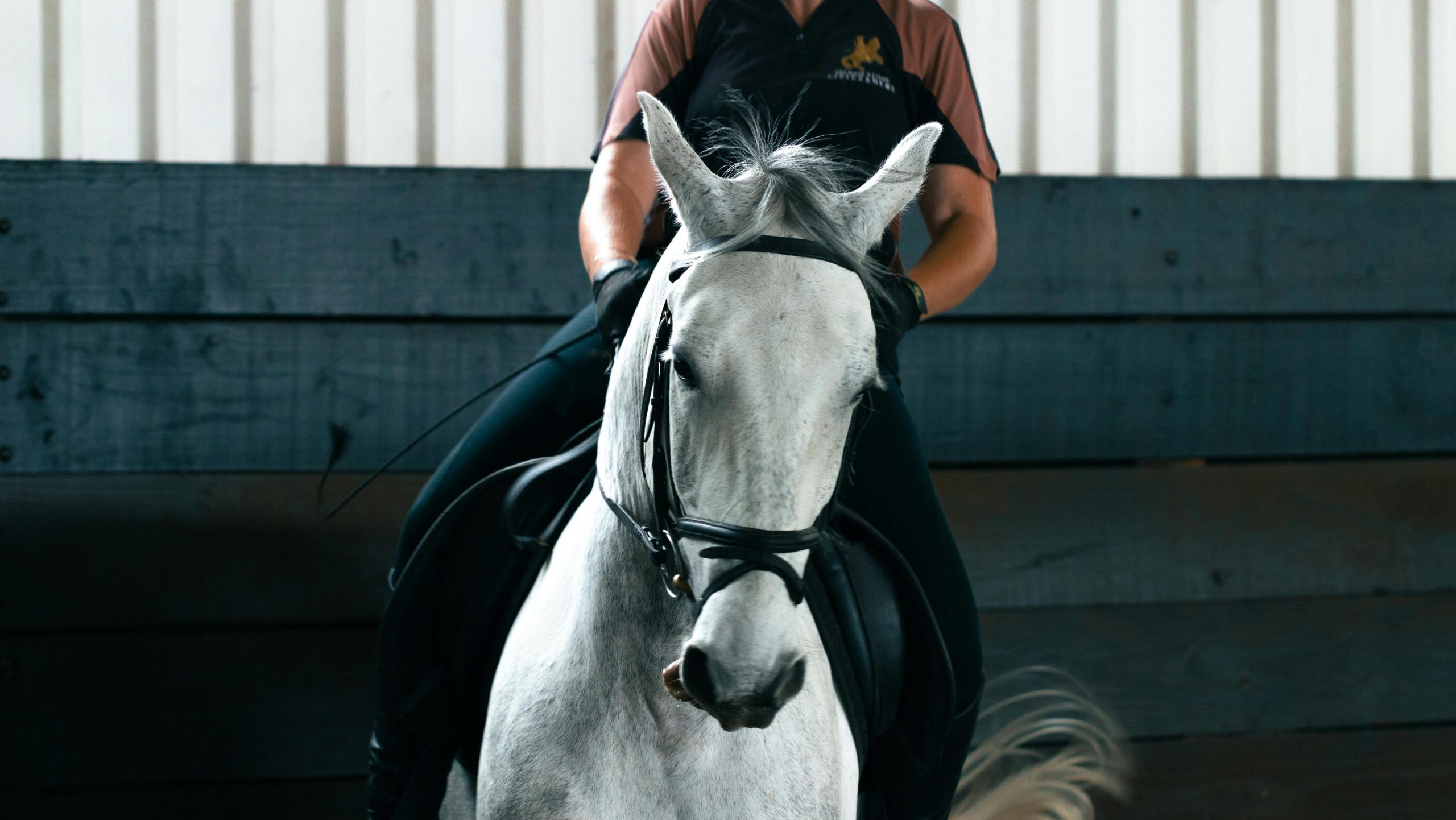 BOŽIĆNI BAL LIPICANACA U ERGELI ĐAKOVO