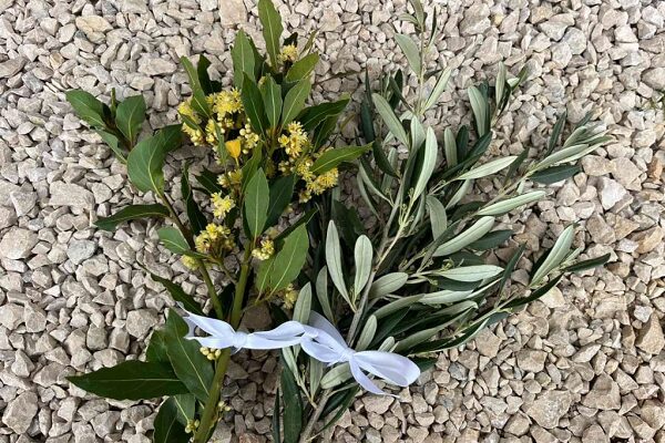 cvjetnica naslovna cvjetnica naslovna