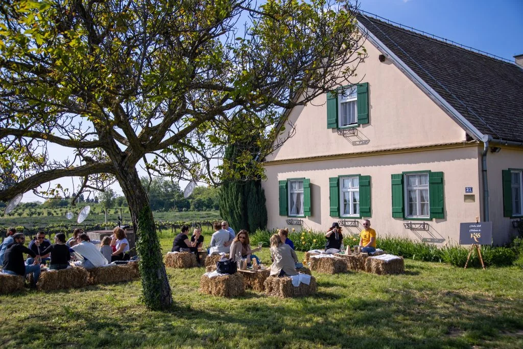K55 piknik u vinogradu 1024x683 Piknik u vinogradu vinarije K55 u Aljmašu